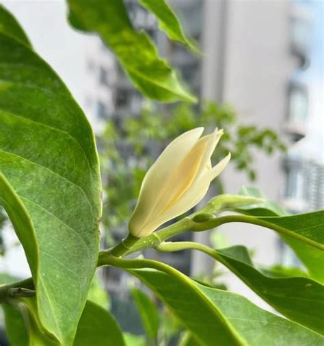 含笑花 風水|以含笑花的风水寓意与摆放位置（传统风水观念与现代生活中的含。